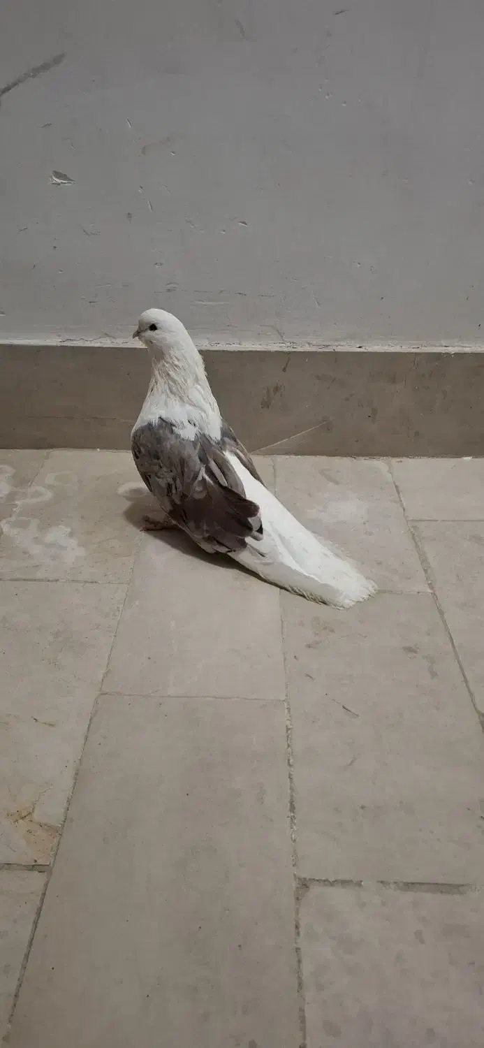 ۲کت سرور|پرنده|ابهر, |دیوار