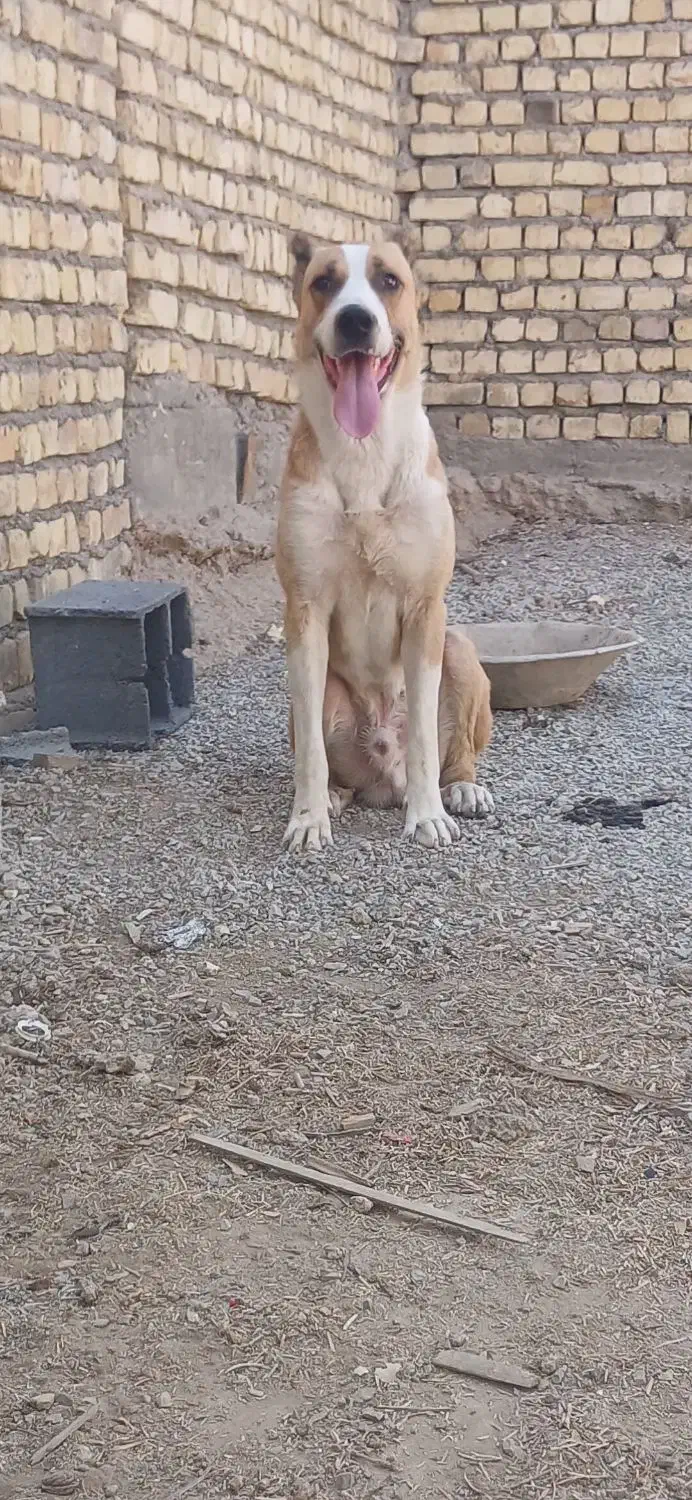 سگ رگه خراسانی سرابی|سگ|پیر بکران, |دیوار