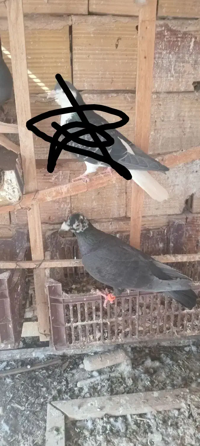 پرنده|پرنده|تربت‌حیدریه, منظر|دیوار