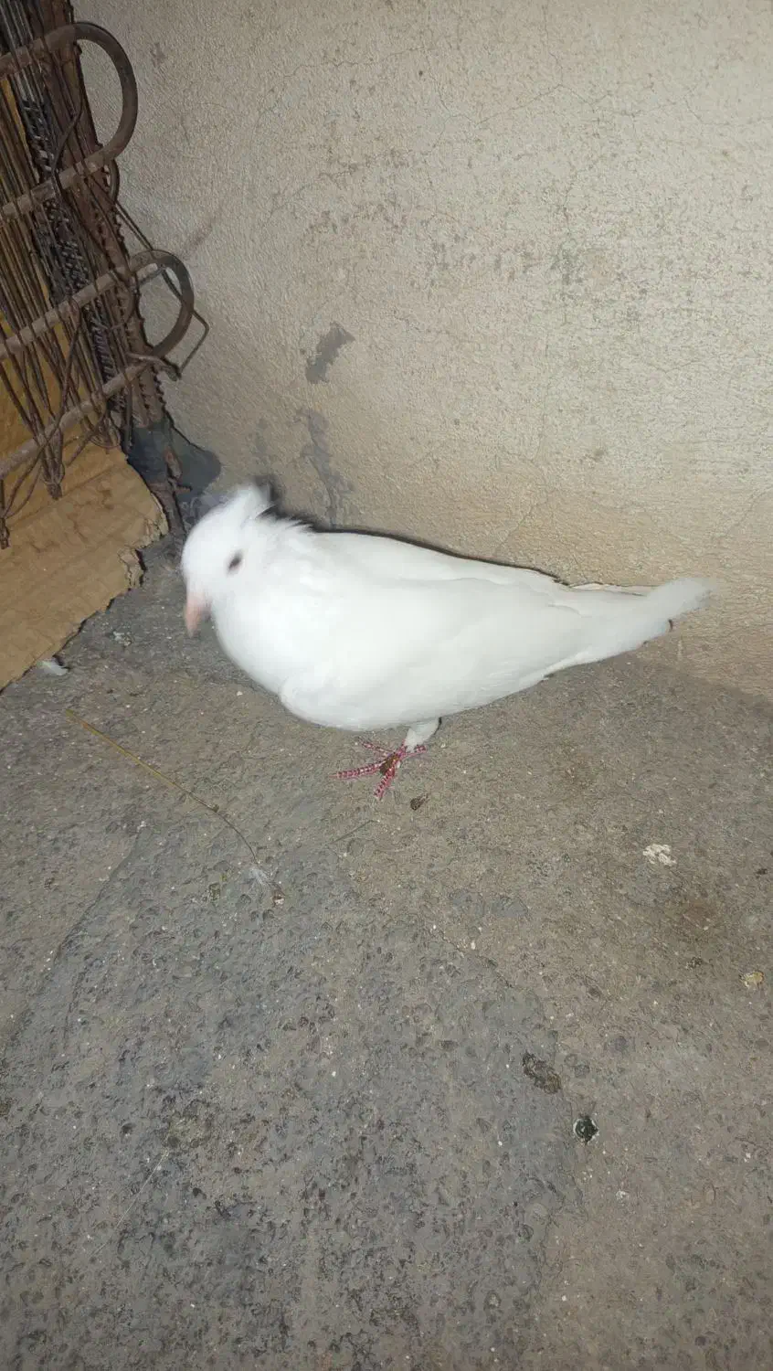 یک عدد سفید کاکل پا صاف نر مست|پرنده|دهدشت, |دیوار