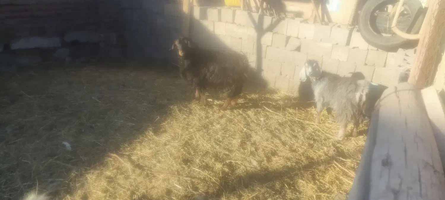 بز، نر و ماده|حیوانات مزرعه|بناب, |دیوار