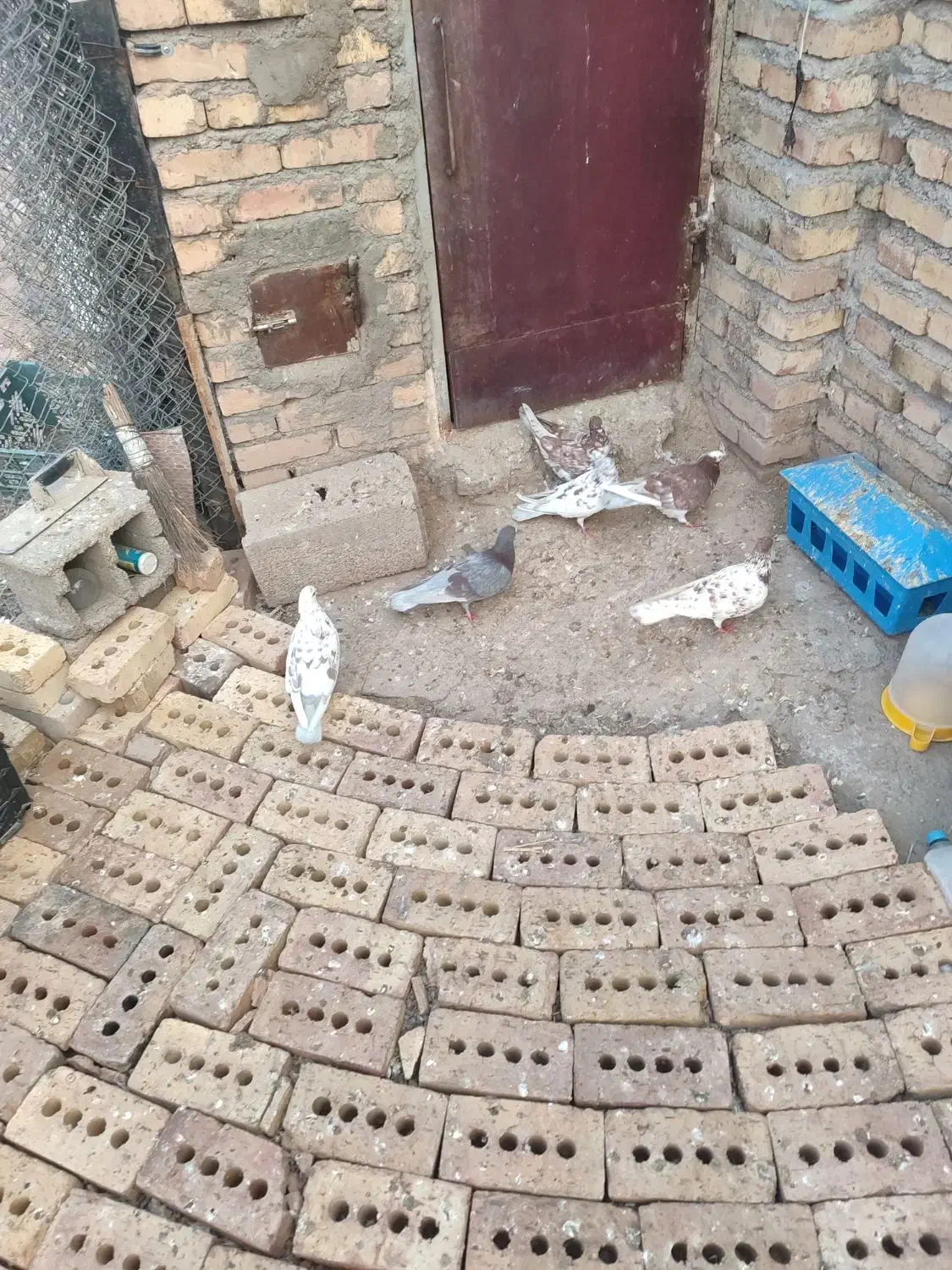 ۶ عدد کبوتر|پرنده|مرند, |دیوار