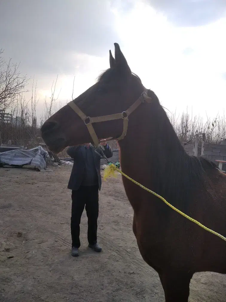 اسب|اسب و تجهیزات اسب‌سواری|همدان, |دیوار