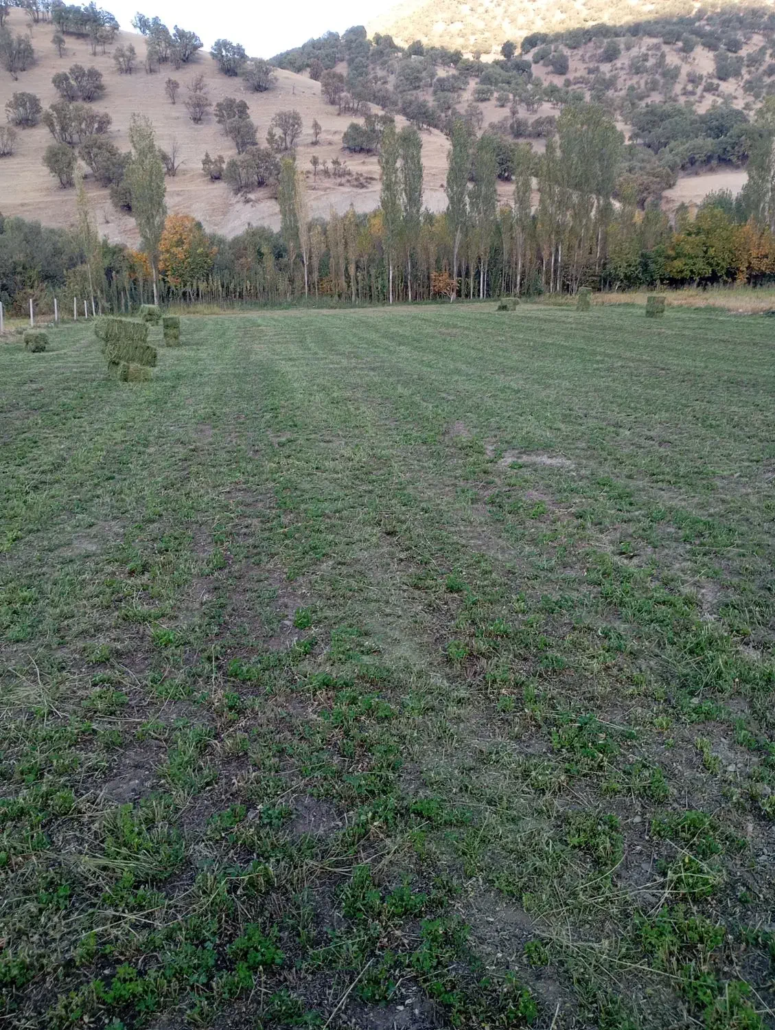 280بسته یونجه درجه یک|لوازم جانبی حیوانات|جوانرود, |دیوار