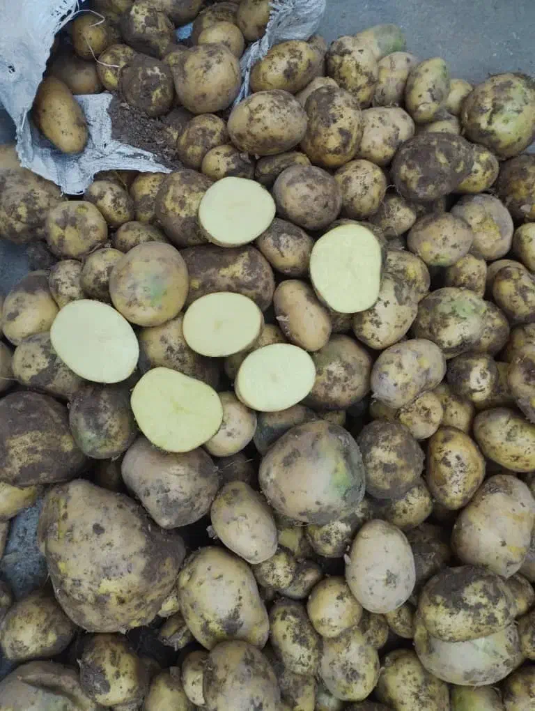 سیب زمینی نژاد آگریا|عمده‌فروشی|هشترود, |دیوار