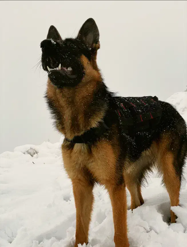 سگ ژرمن وورک اصیل واگذاری|سگ|مشهد, چهارچشمه|دیوار