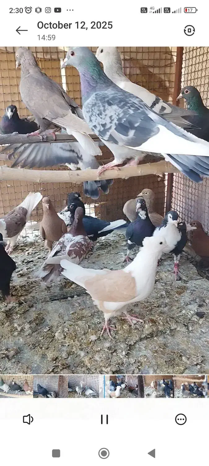 تعدادی کفتر ماده و نر|پرنده|زرند, |دیوار