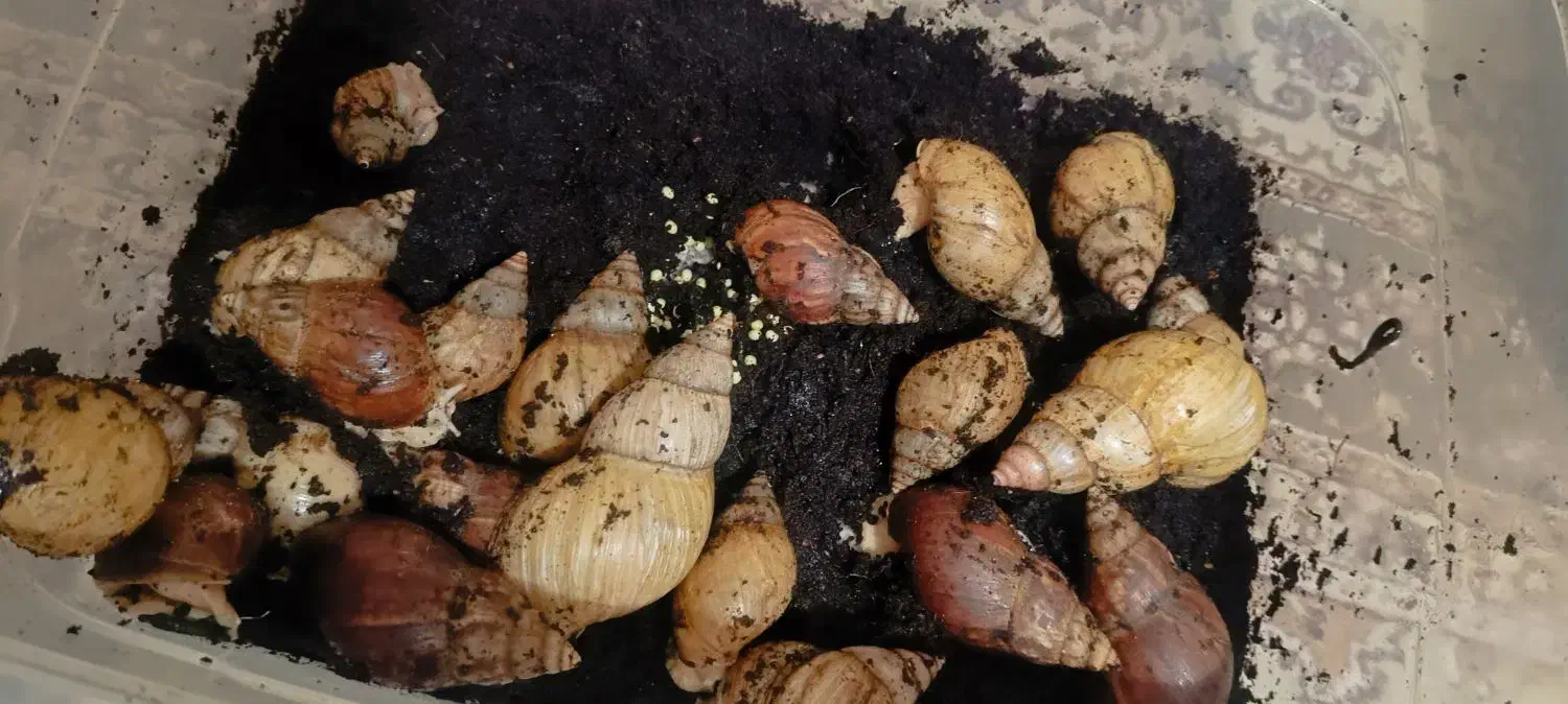 حلزون ۲الا۳ سانت  دونه ۱۰ بزرگ هم دونه ۶۰|خزنده|کرمانشاه, |دیوار