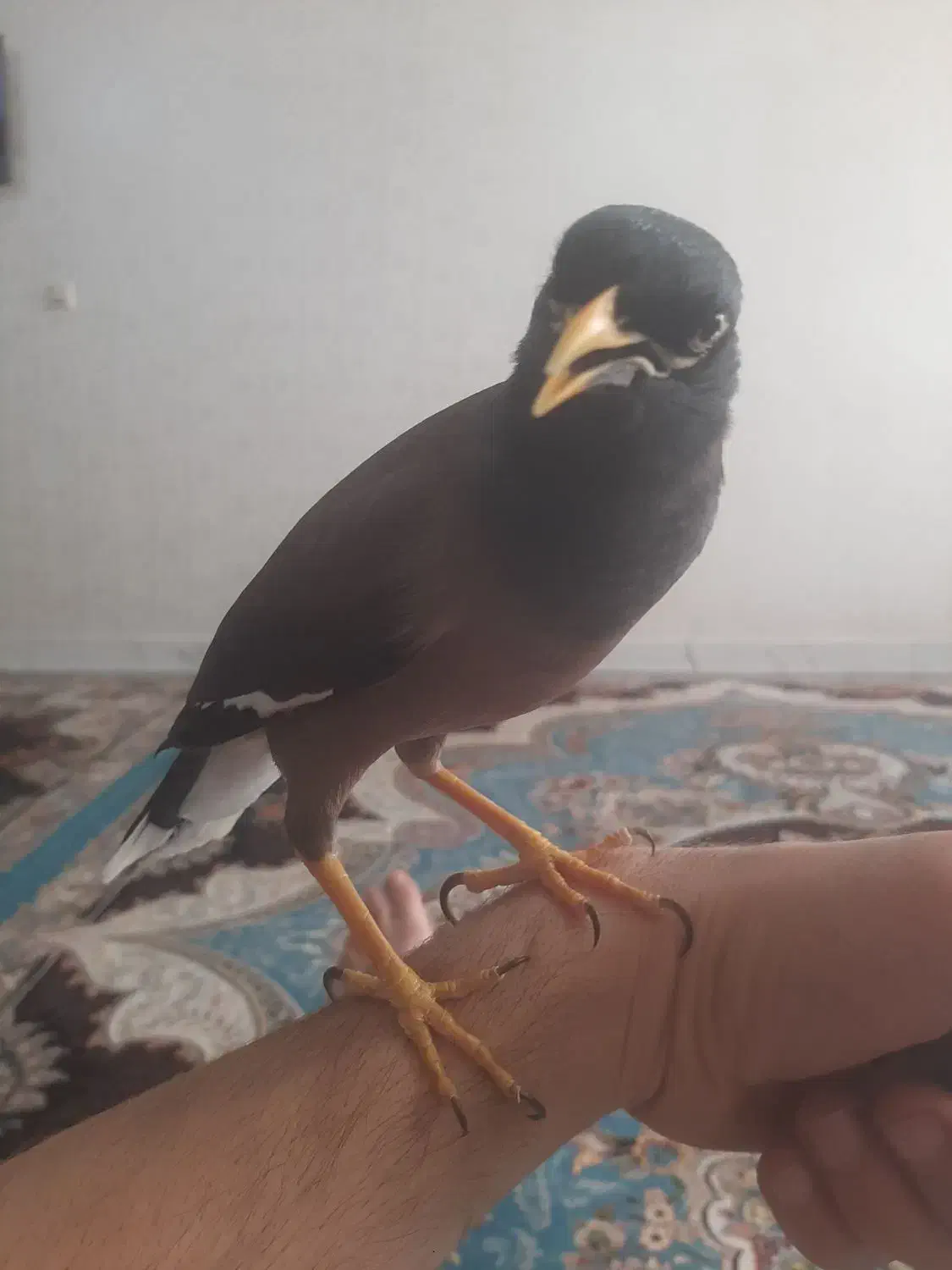 مرغ مینا|پرنده|اردبیل, |دیوار