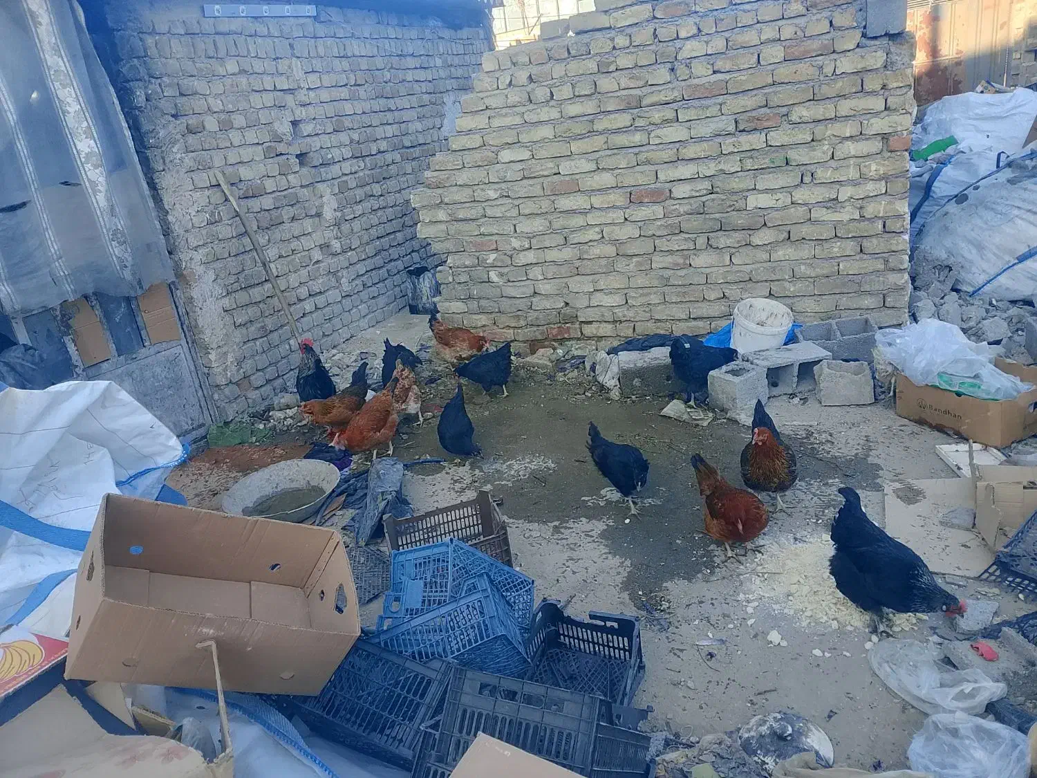 مرغ سیاه برای خون کردن|حیوانات مزرعه|چناران, |دیوار