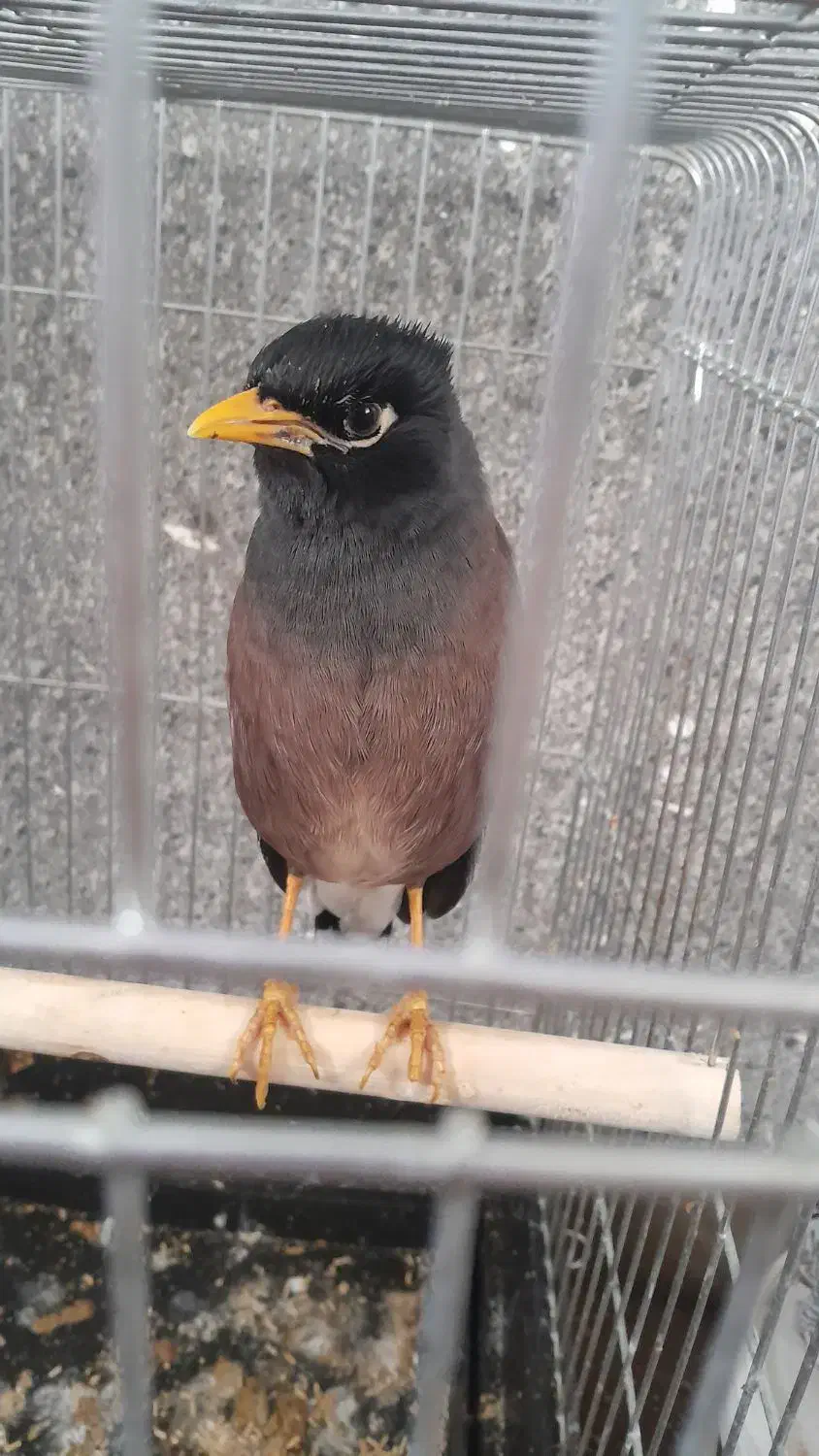 مرغ مینا|پرنده|الیگودرز, |دیوار