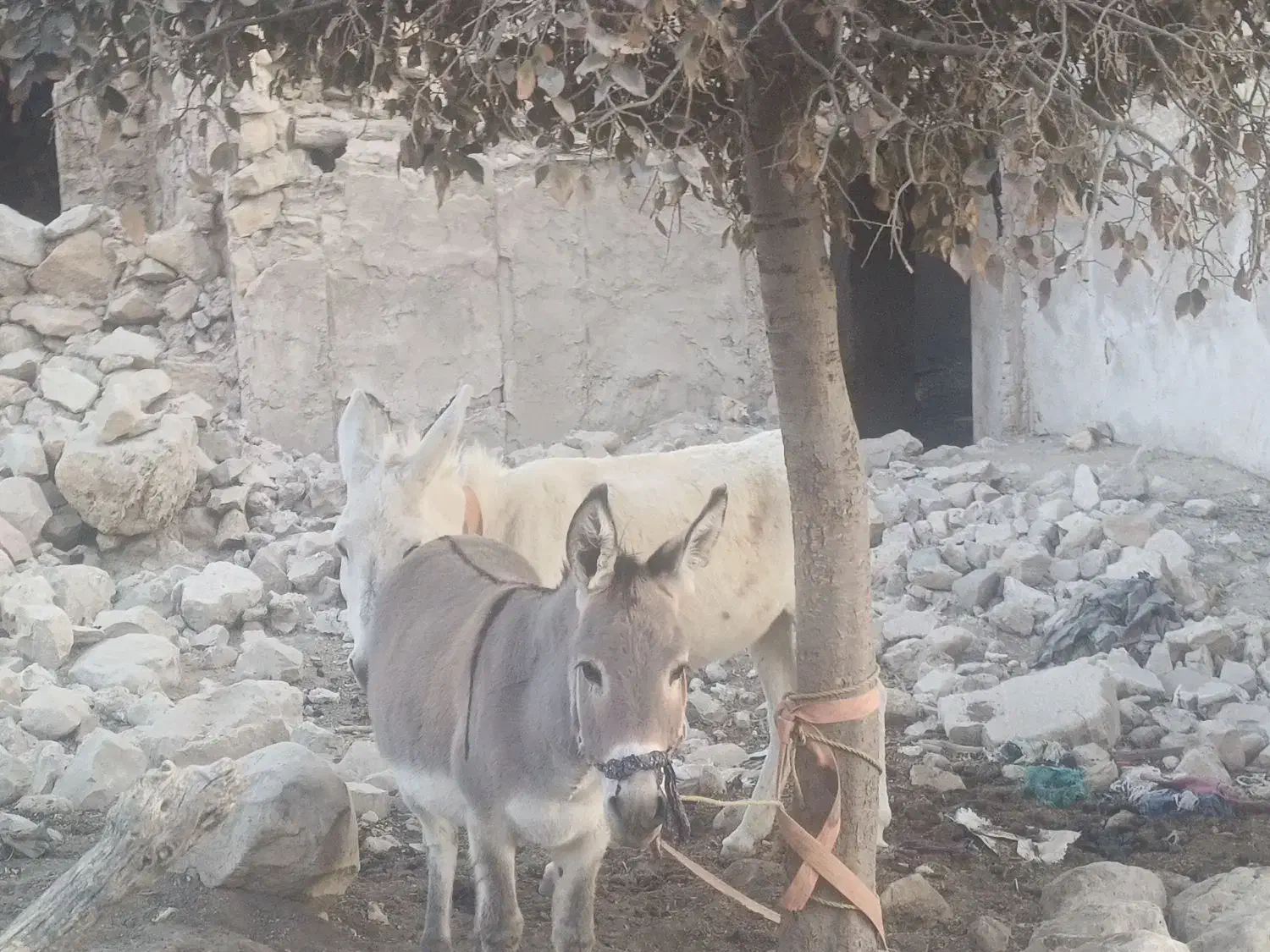 دو عدد الاغ جوان|حیوانات مزرعه|لنده, |دیوار