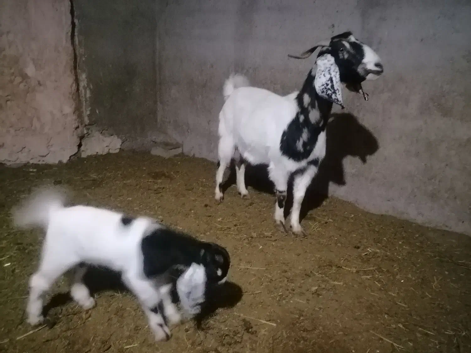 بوز|حیوانات مزرعه|سبزوار, قصبه شرقی|دیوار