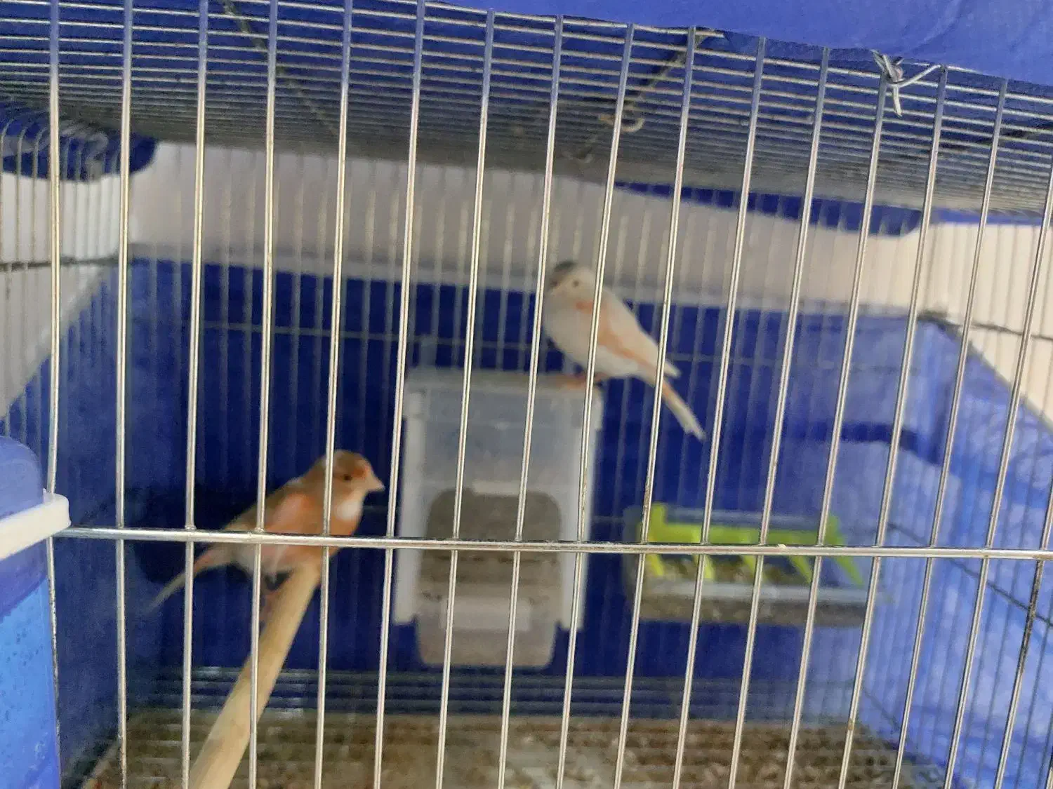 یک عدد قناری ماده دو عدد قناری نر|پرنده|شاهین‌شهر, طالقانی|دیوار