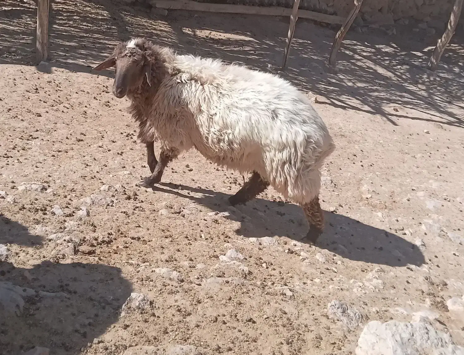 قوچ هترو جوان|حیوانات مزرعه|بجنورد, |دیوار