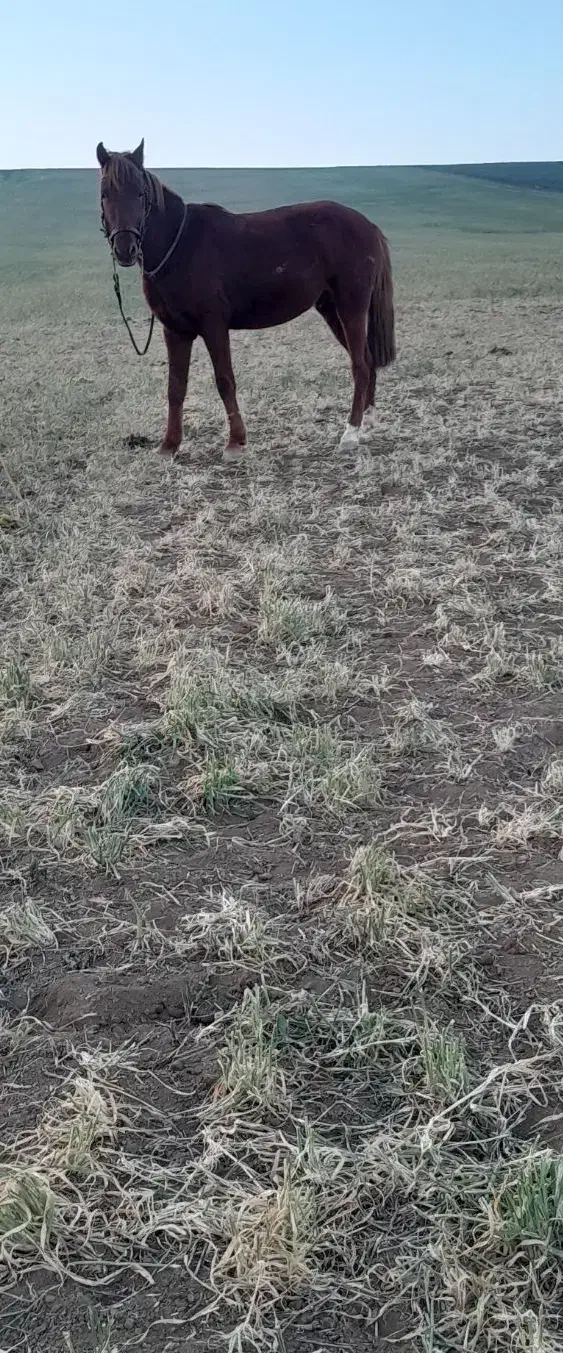 اسب|اسب و تجهیزات اسب‌سواری|گرمی, |دیوار