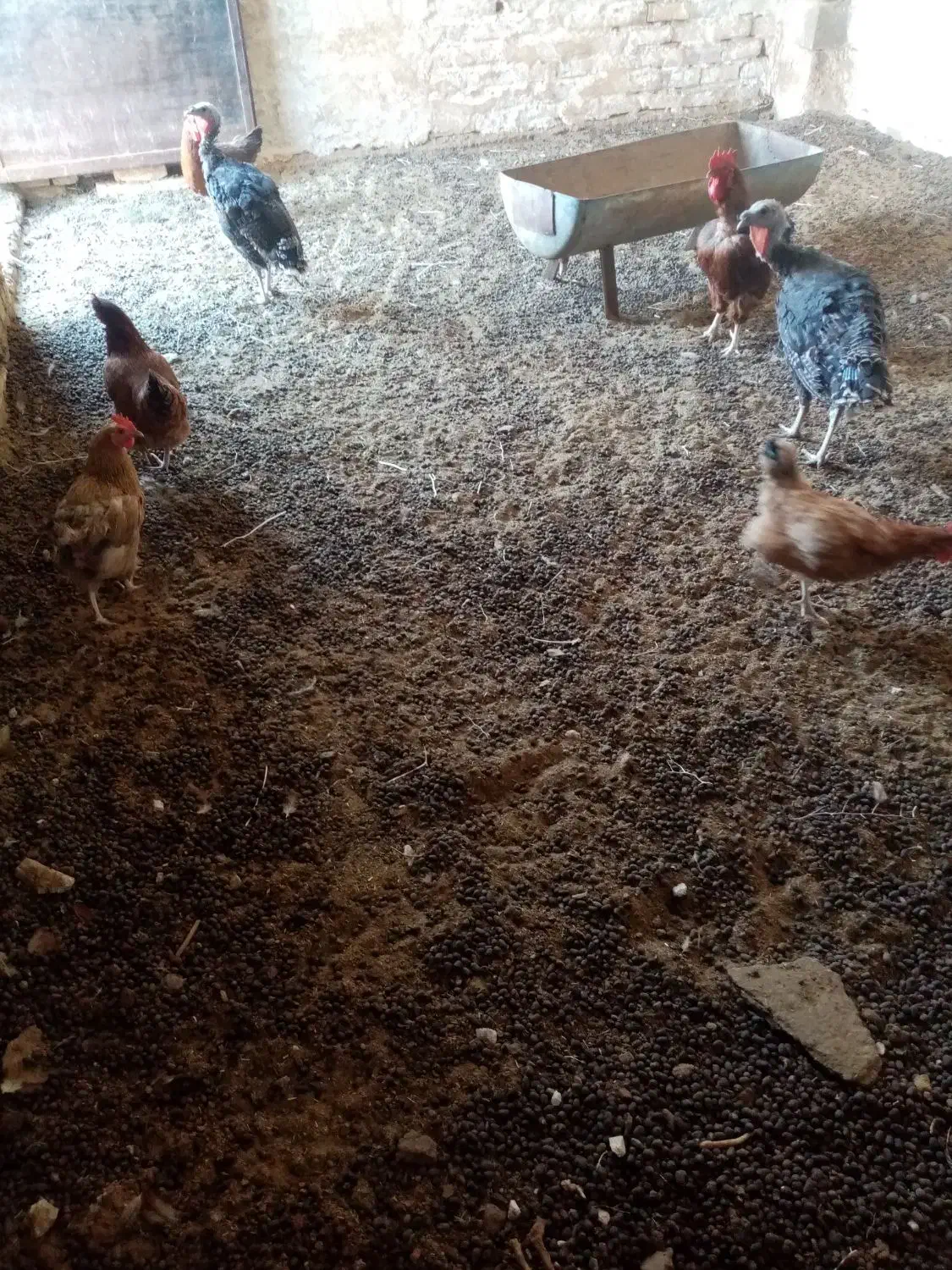 کود گوسفندی|حیوانات مزرعه|رشتخوار, |دیوار