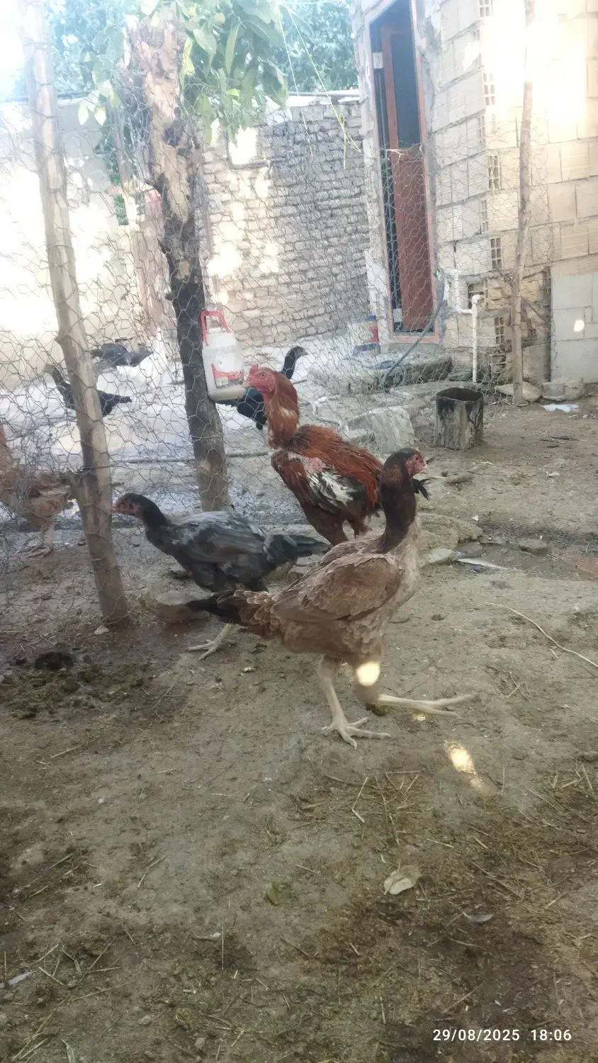 فروش تخم نطفه دار  لاری اصیل|حیوانات مزرعه|نورآباد, |دیوار