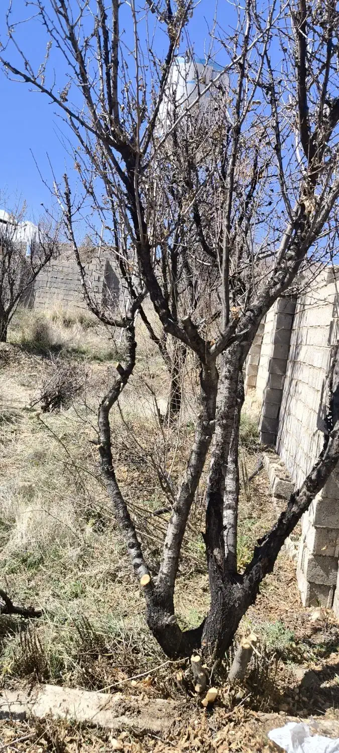 فروش باغ شهری جاده بوشهر ویلا شهر پرویزی|فروش زمین و ملک کلنگی|شیراز, مجتمع شهید پرویزی|دیوار