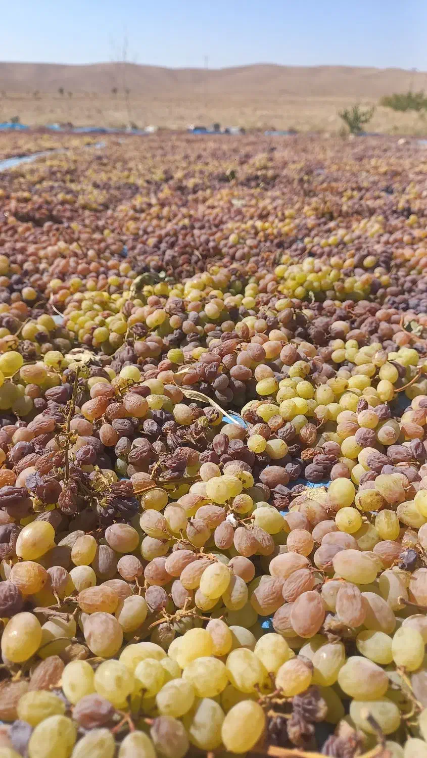 کشمش بوانات|خوردنی و آشامیدنی|شیراز, محراب|دیوار