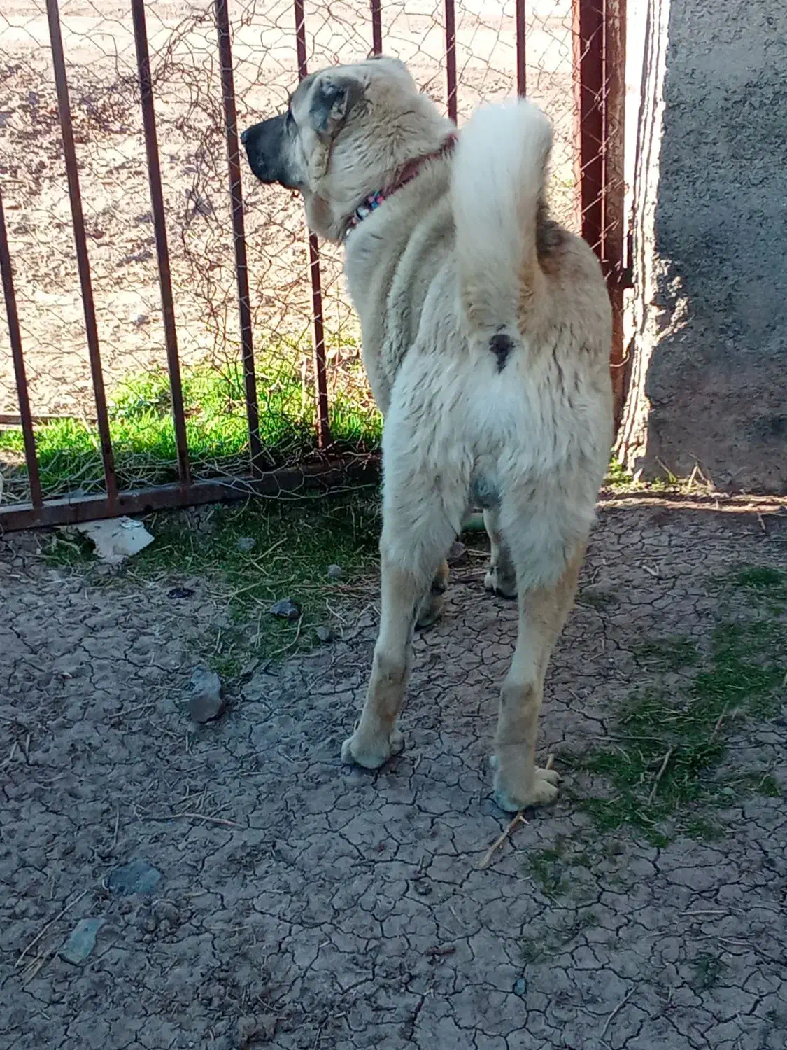 ماده|سگ|قزوین, |دیوار