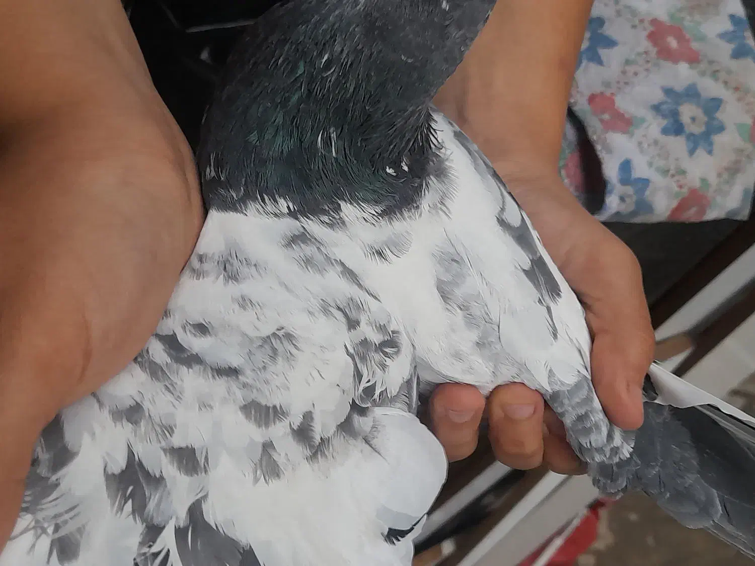 کفتر|پرنده|ری, دیلمان|دیوار