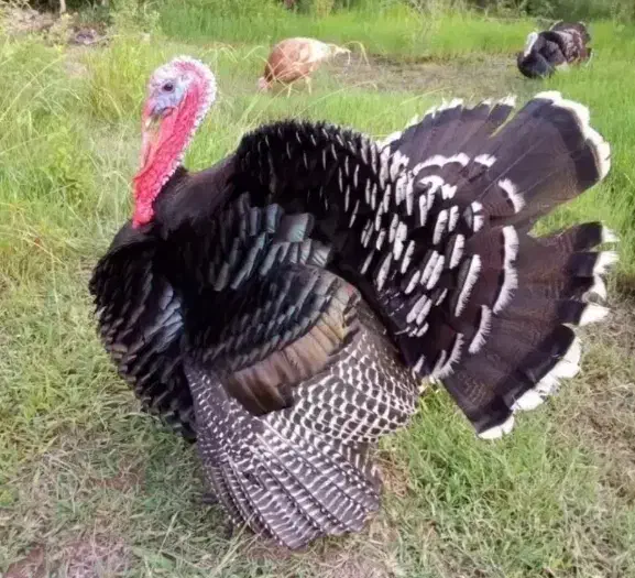 بقلمون|حیوانات مزرعه|بندر کنگان, |دیوار