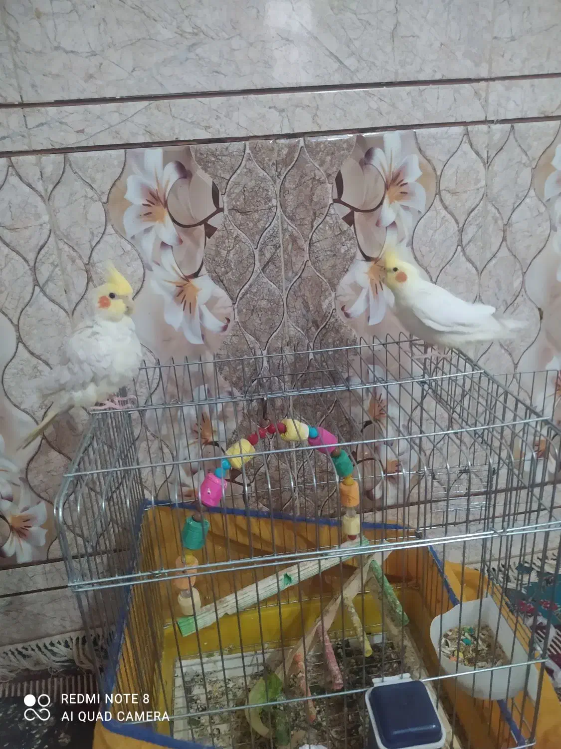 عروس هلندی|پرنده|اهواز, اهواز|دیوار