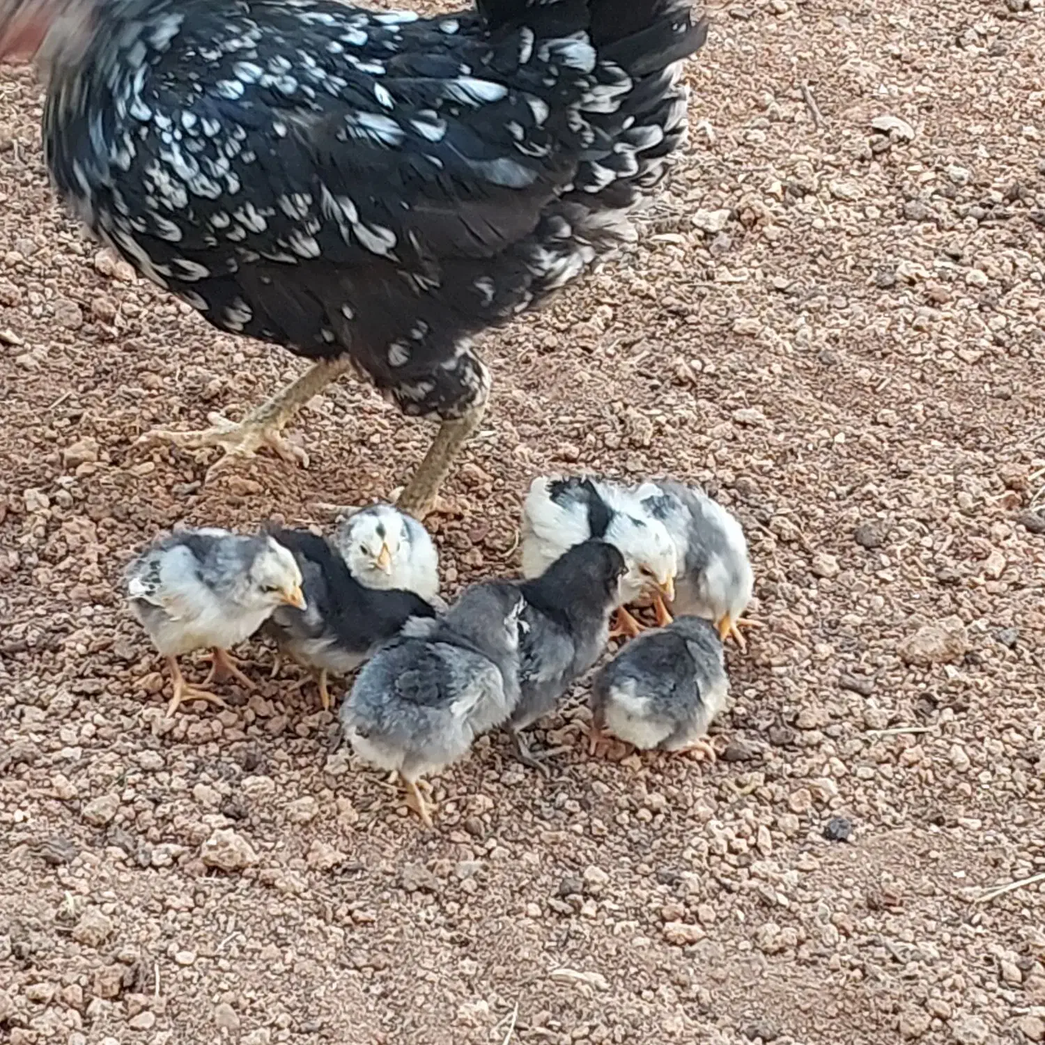 جوجه مرغ و خروس گلین|حیوانات مزرعه|شیراز, شهرک گلستان|دیوار