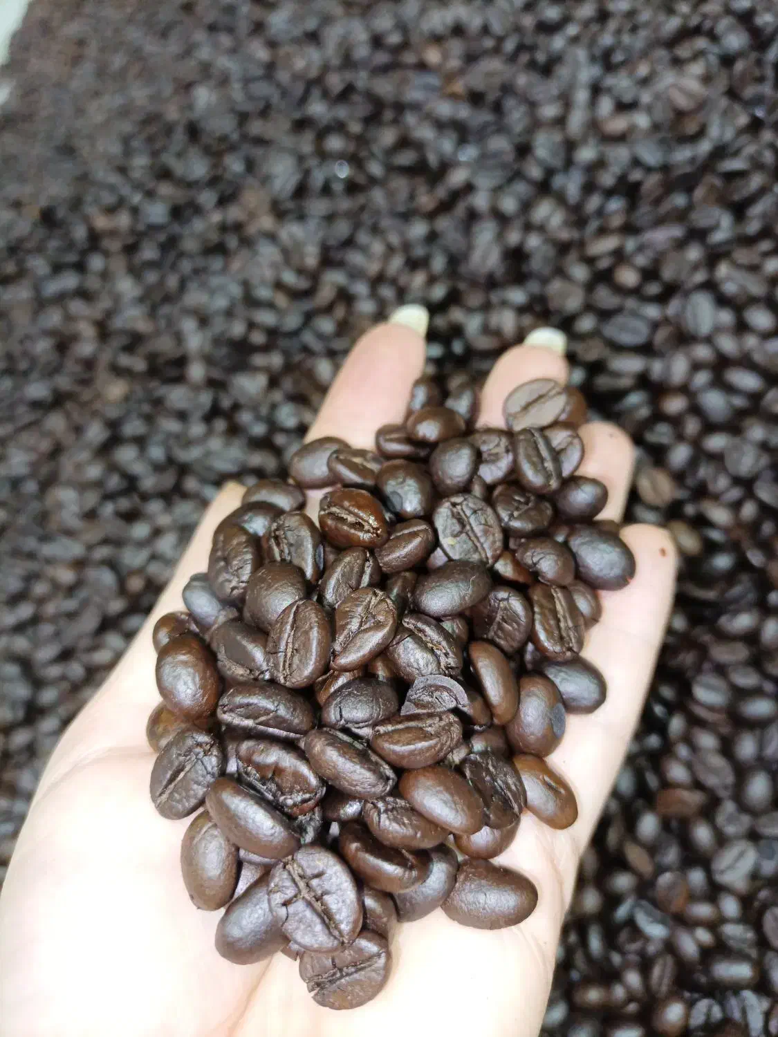 قهوه و پودریجات|خوردنی و آشامیدنی|پاکدشت, پاکدشت (مامازند)|دیوار