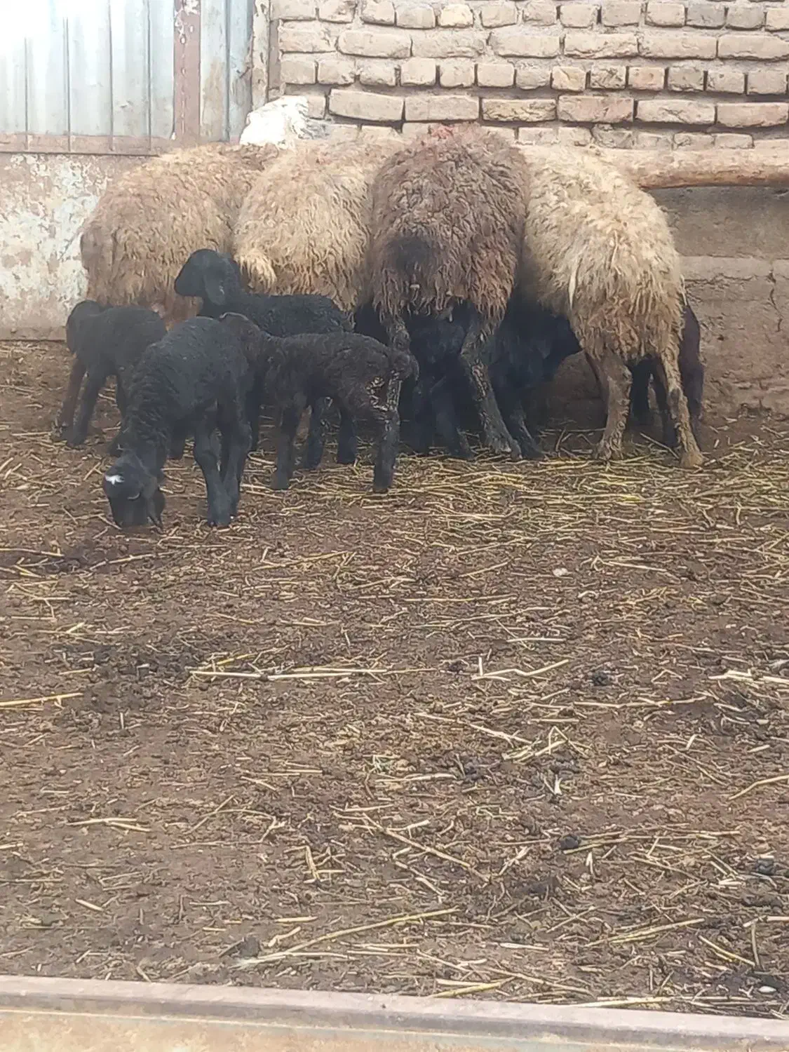 میش بردار|حیوانات مزرعه|بوئین زهرا, |دیوار