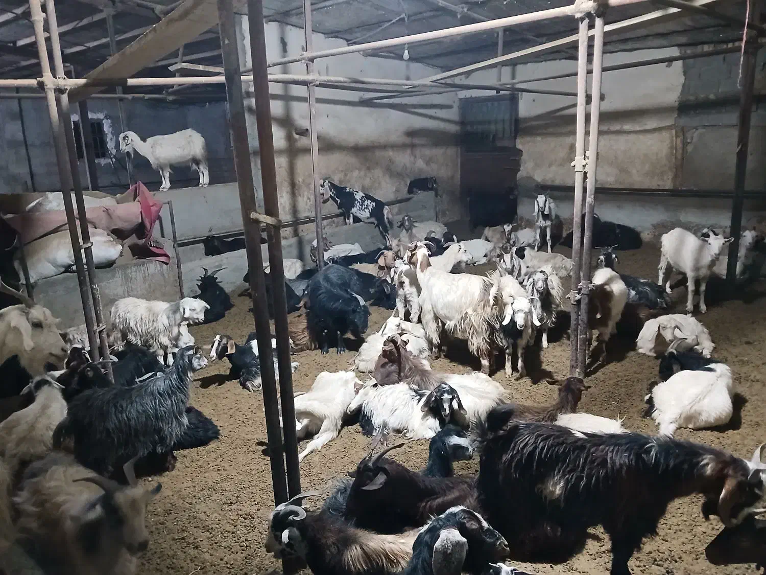 بز و بزغاله فوری فروشی|حیوانات مزرعه|لواسان, |دیوار