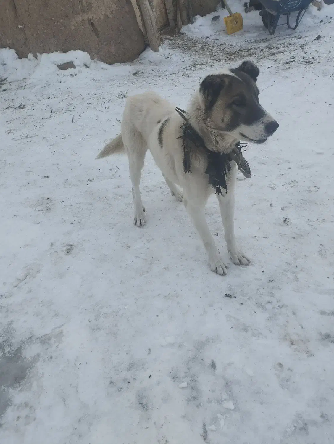 واگذاری سگ|سگ|صومای برادوست, |دیوار