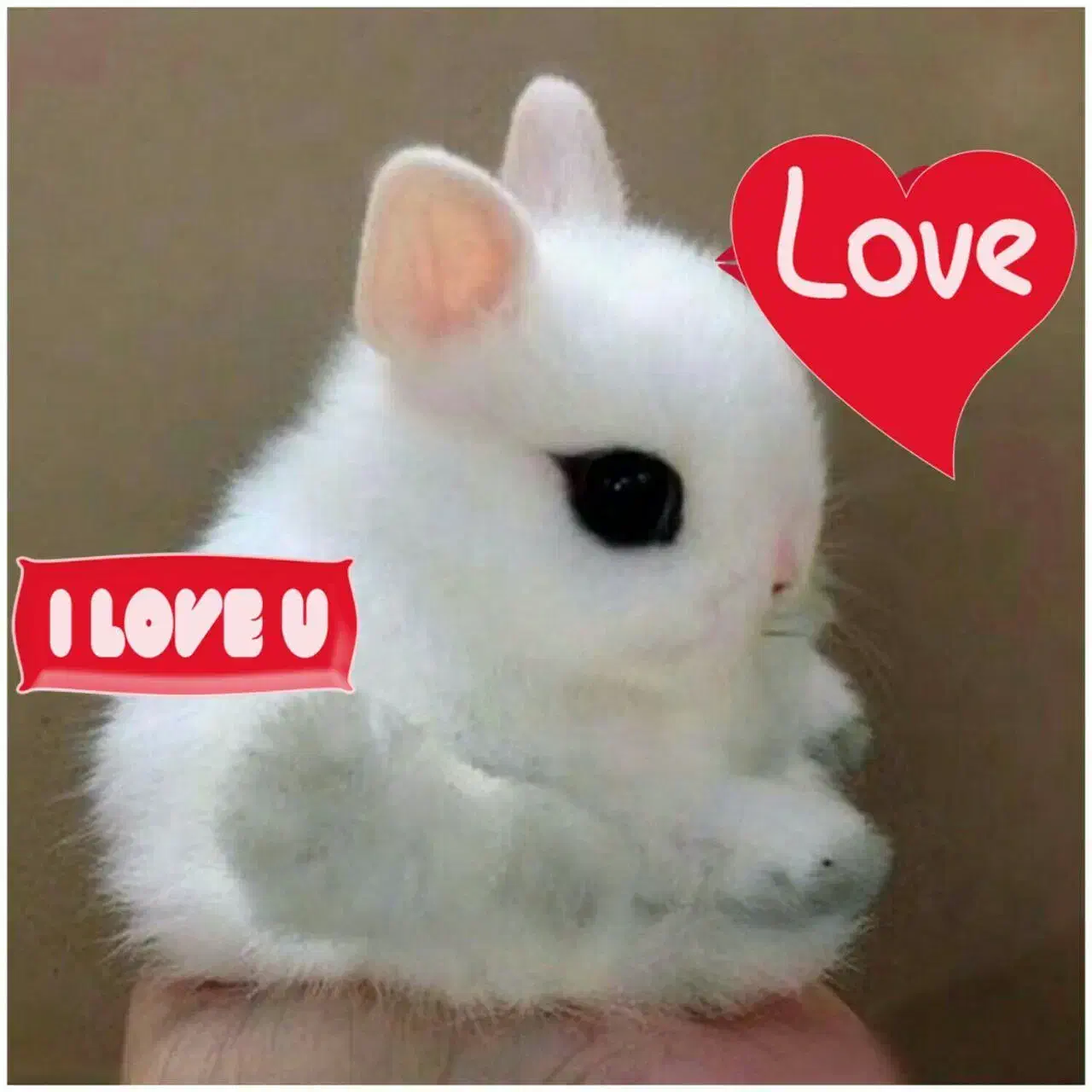 خرگوش طلایی|موش و خرگوش|شهریار, بکه|دیوار