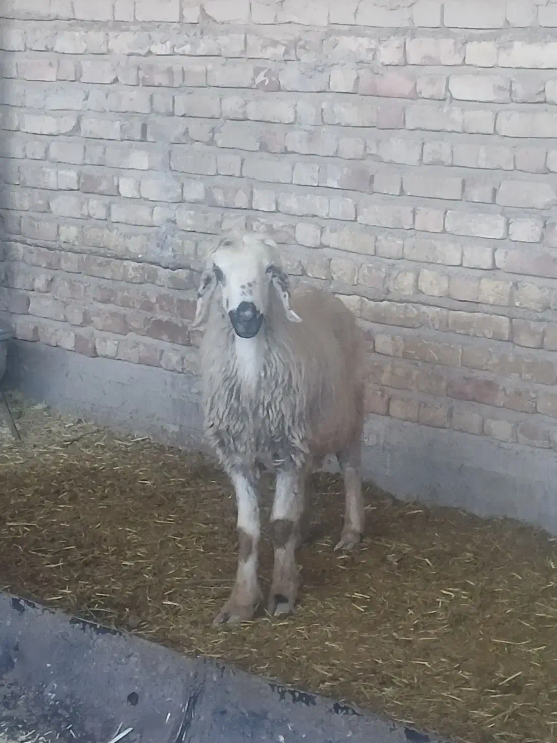 میش وبره|حیوانات مزرعه|مرودشت, زنگی آباد|دیوار