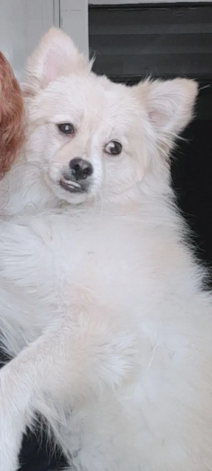 سگ پامر شیتزو|سگ|اهواز, کوی باهنر|دیوار