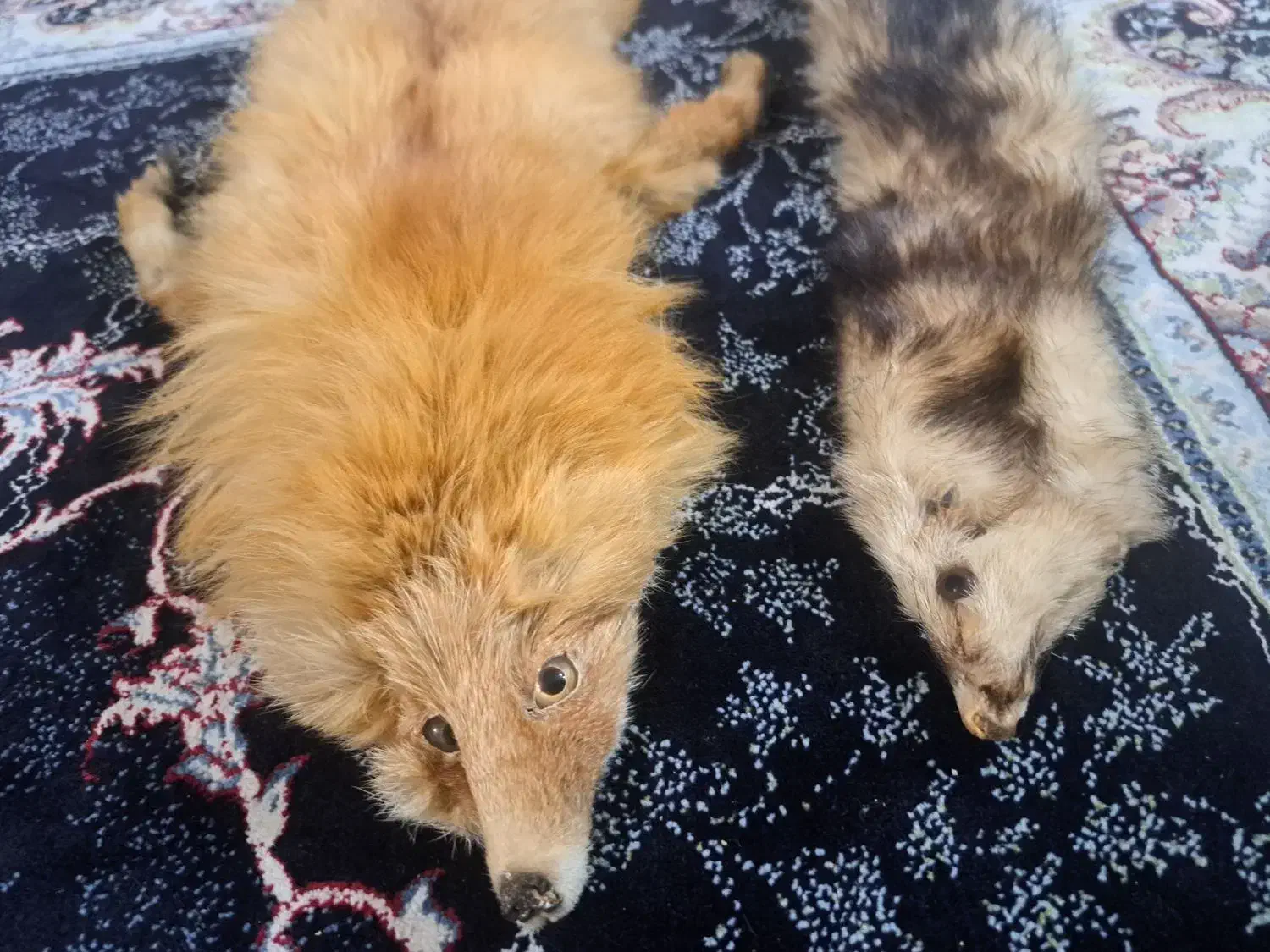 روباه دباغی شده|صنایع دستی و سایر لوازم تزئینی|باقرشهر, |دیوار