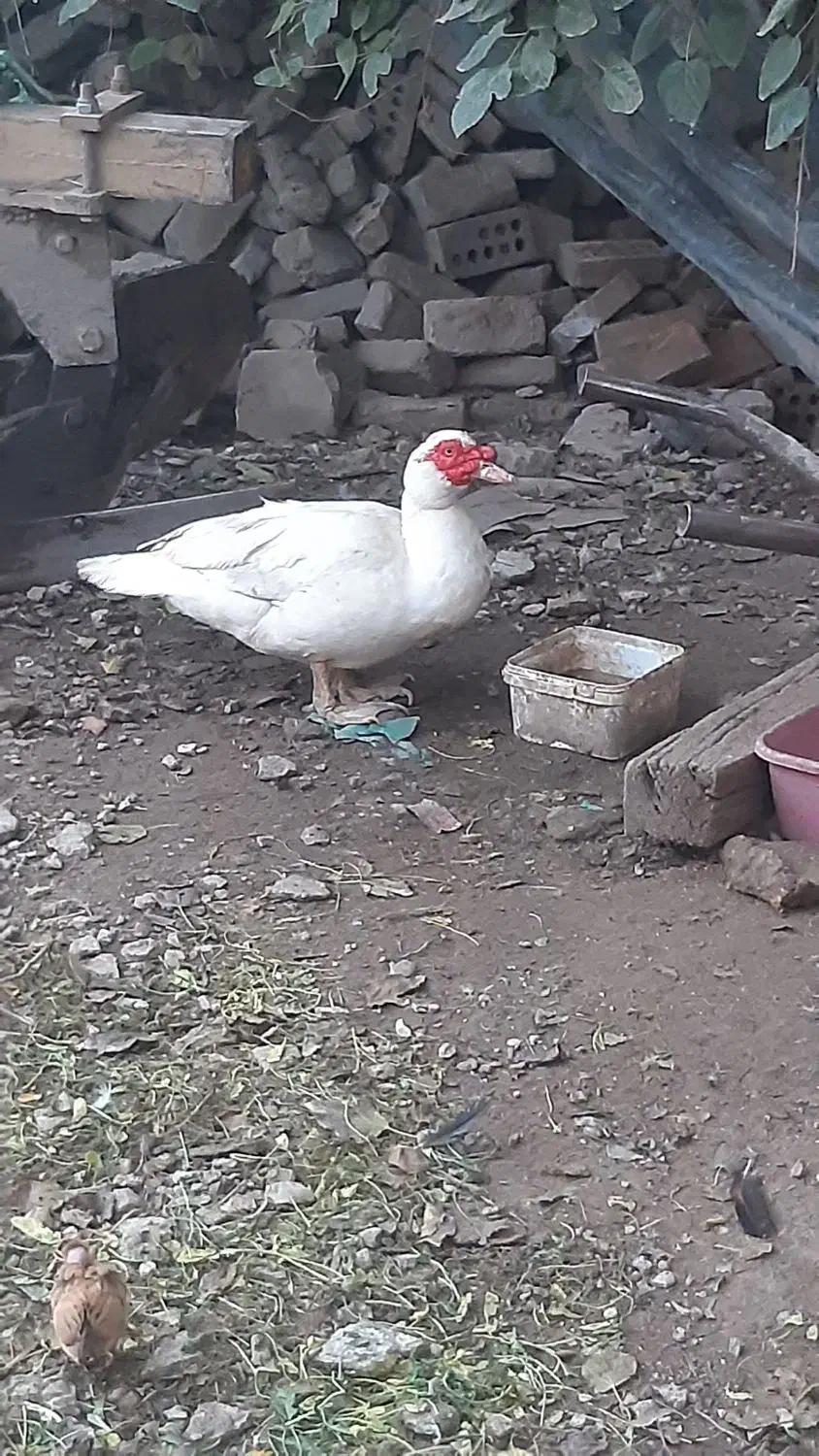 اردک اسرائیلی|حیوانات مزرعه|گنبد کاووس, |دیوار