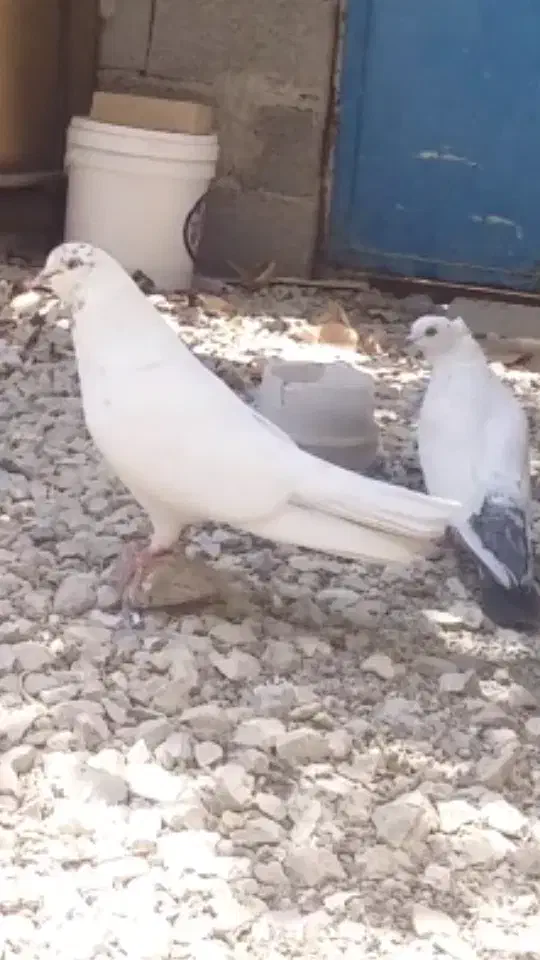 گم شده|پرنده|نهاوند, |دیوار