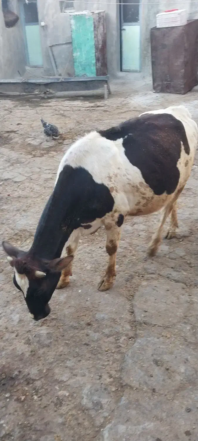 گوساله ماده چاق|حیوانات مزرعه|دالاهو, |دیوار