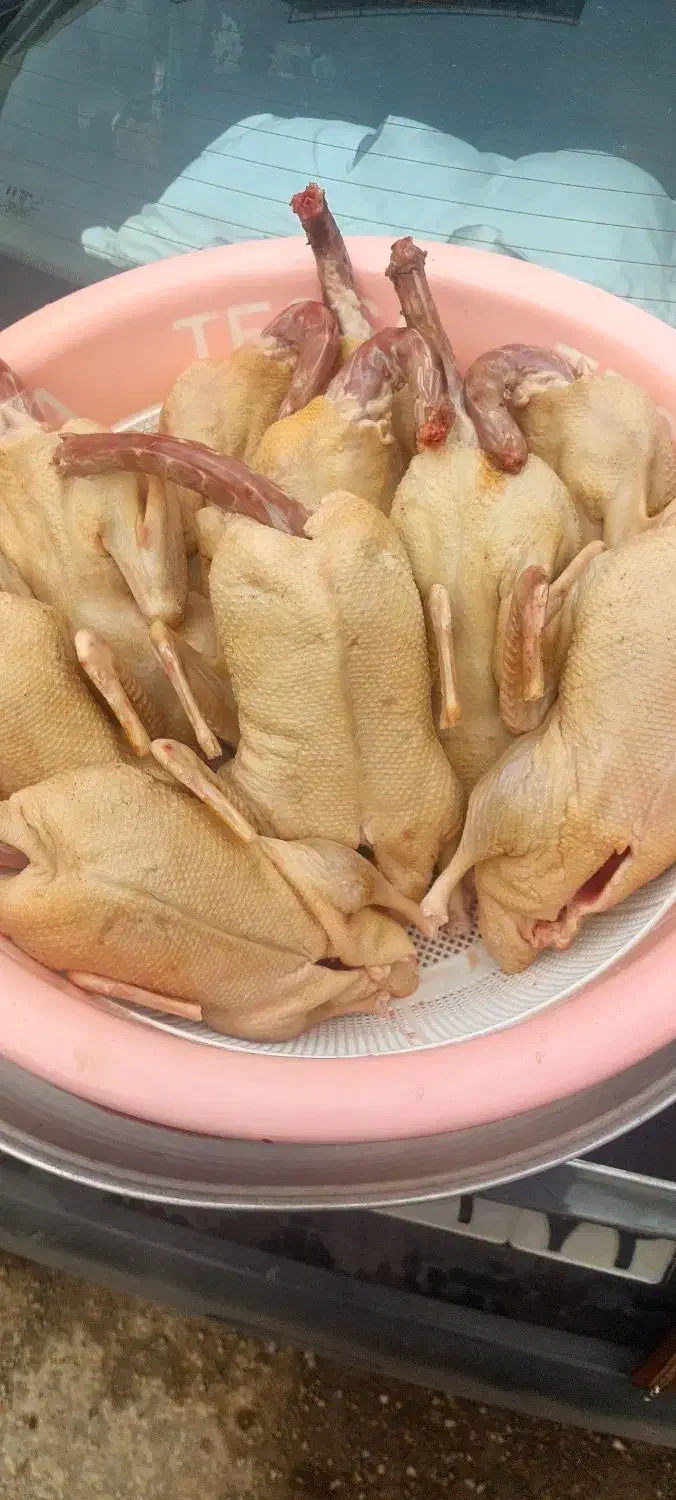 فروش اردک محلی ارگانیک پرورش یافته در شالیزار|خوردنی و آشامیدنی|رویان, |دیوار