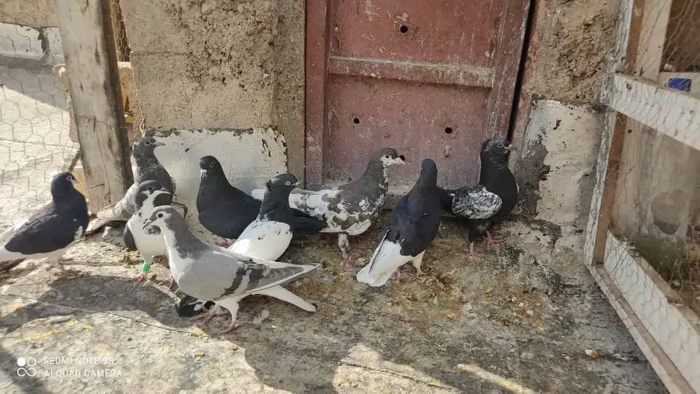 کفتر شهری بهبونی|پرنده|شیراز, سلطان آباد|دیوار