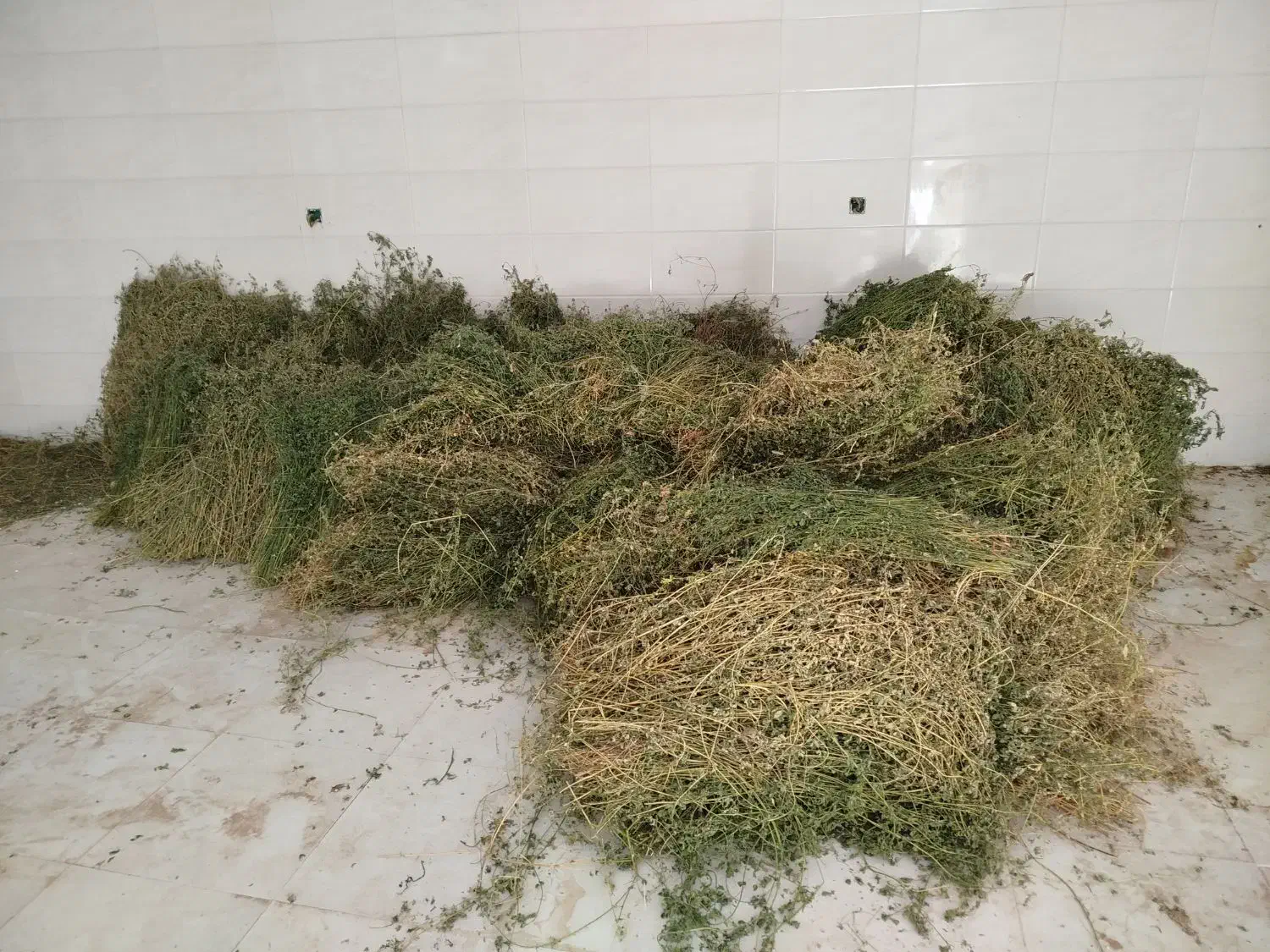 یونجه دست چین خالص|حیوانات مزرعه|مرند, |دیوار