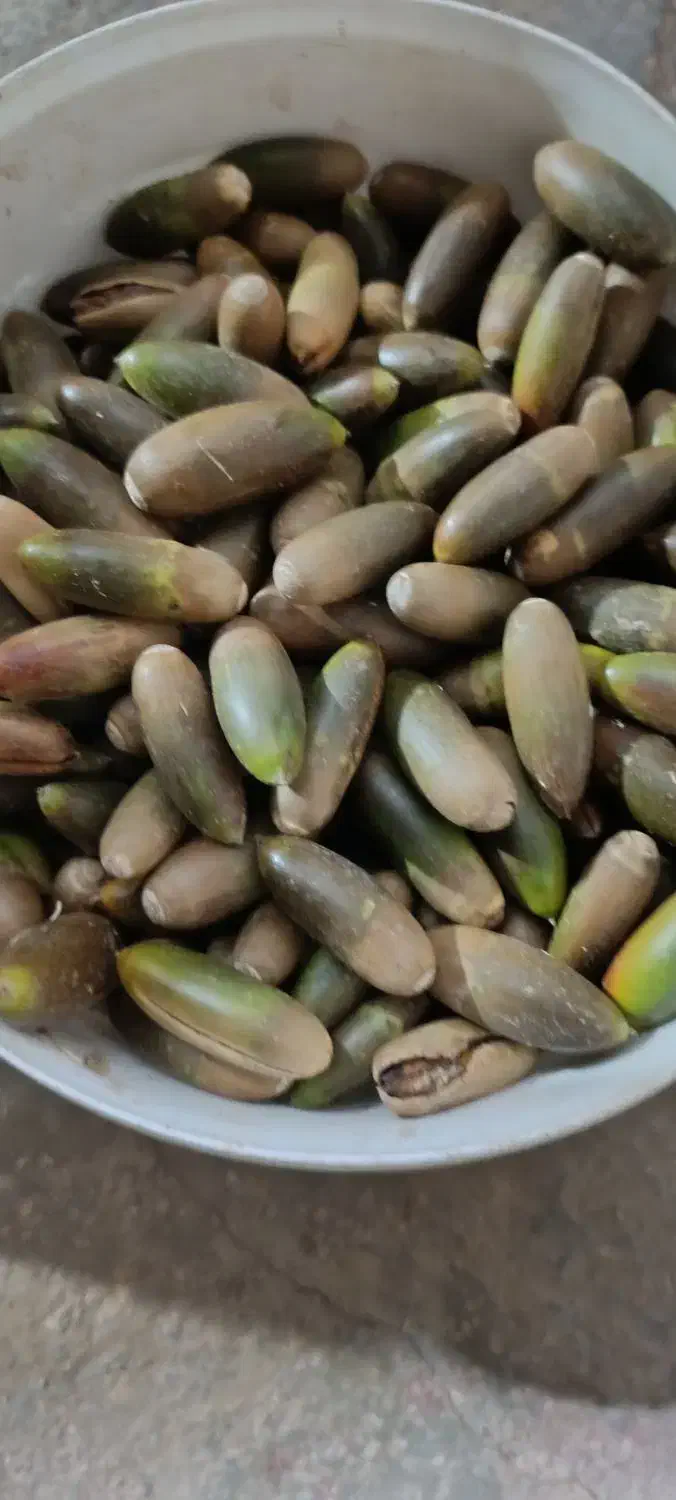 بلوط|خوردنی و آشامیدنی|کوهدشت, |دیوار