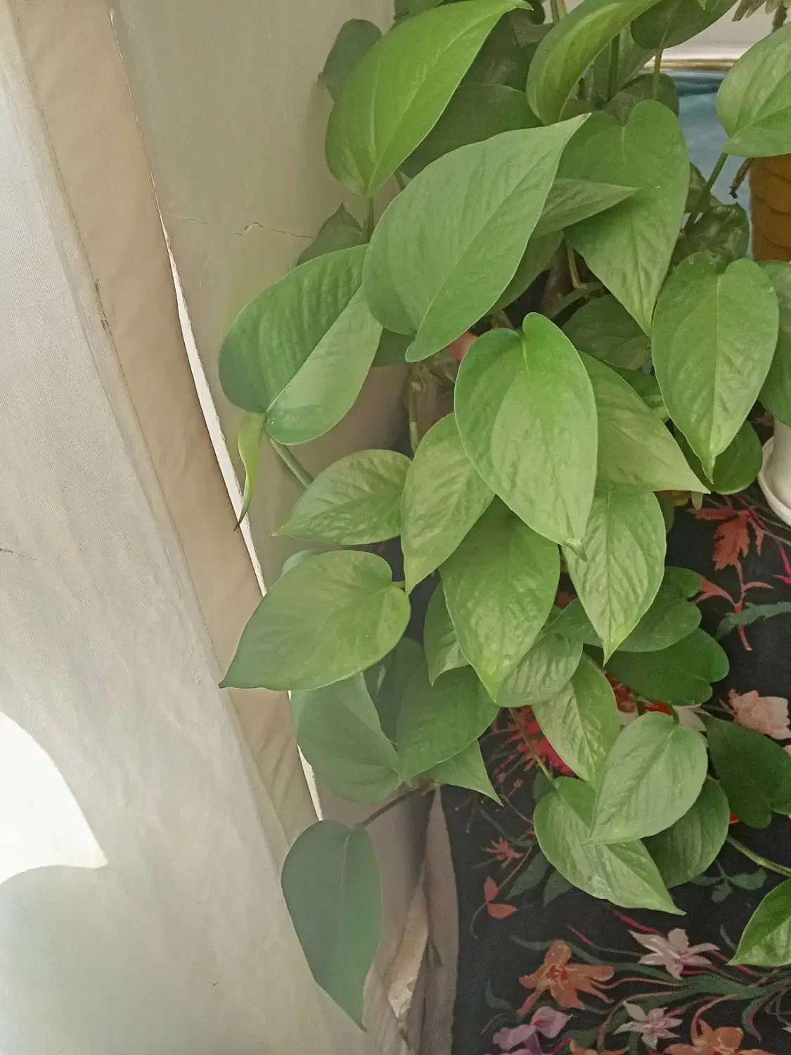 پتوس زیبا|گل و گیاه طبیعی|بیرجند, |دیوار