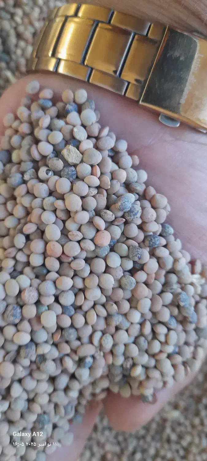 لوبیا تنظیم بازار|خوردنی و آشامیدنی|هرسین, |دیوار