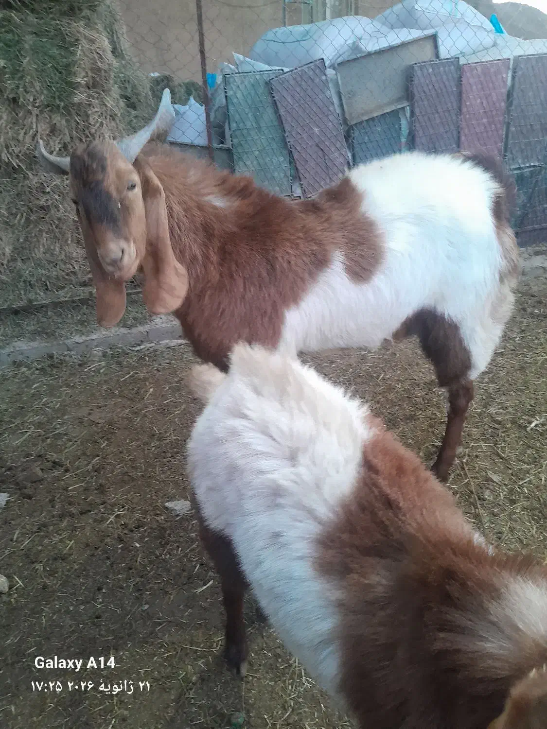 بز و نربز پاکستانی یا افغانی و دورگ|حیوانات مزرعه|جوادآباد, |دیوار