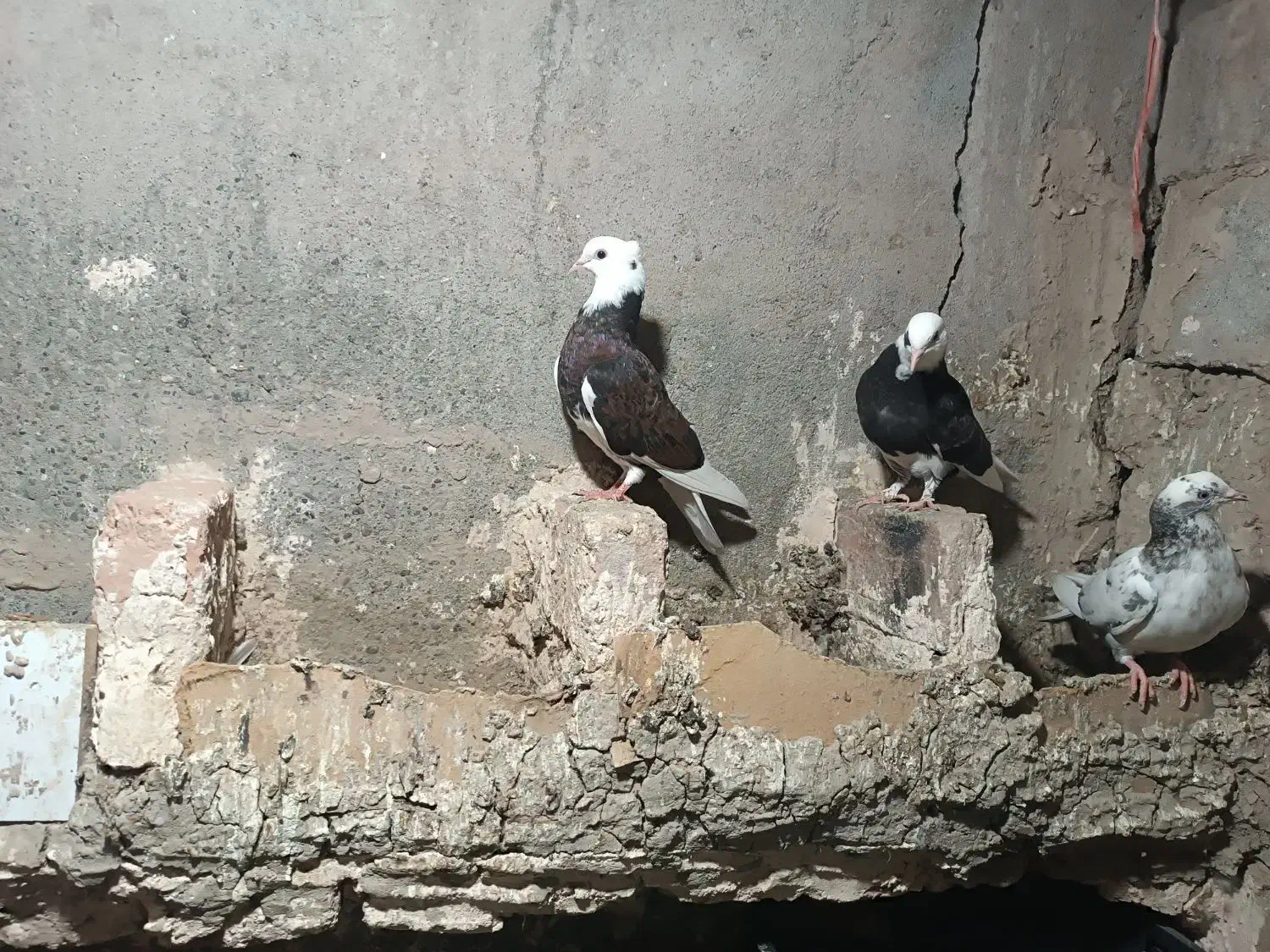 کبوتر|پرنده|میناب, |دیوار