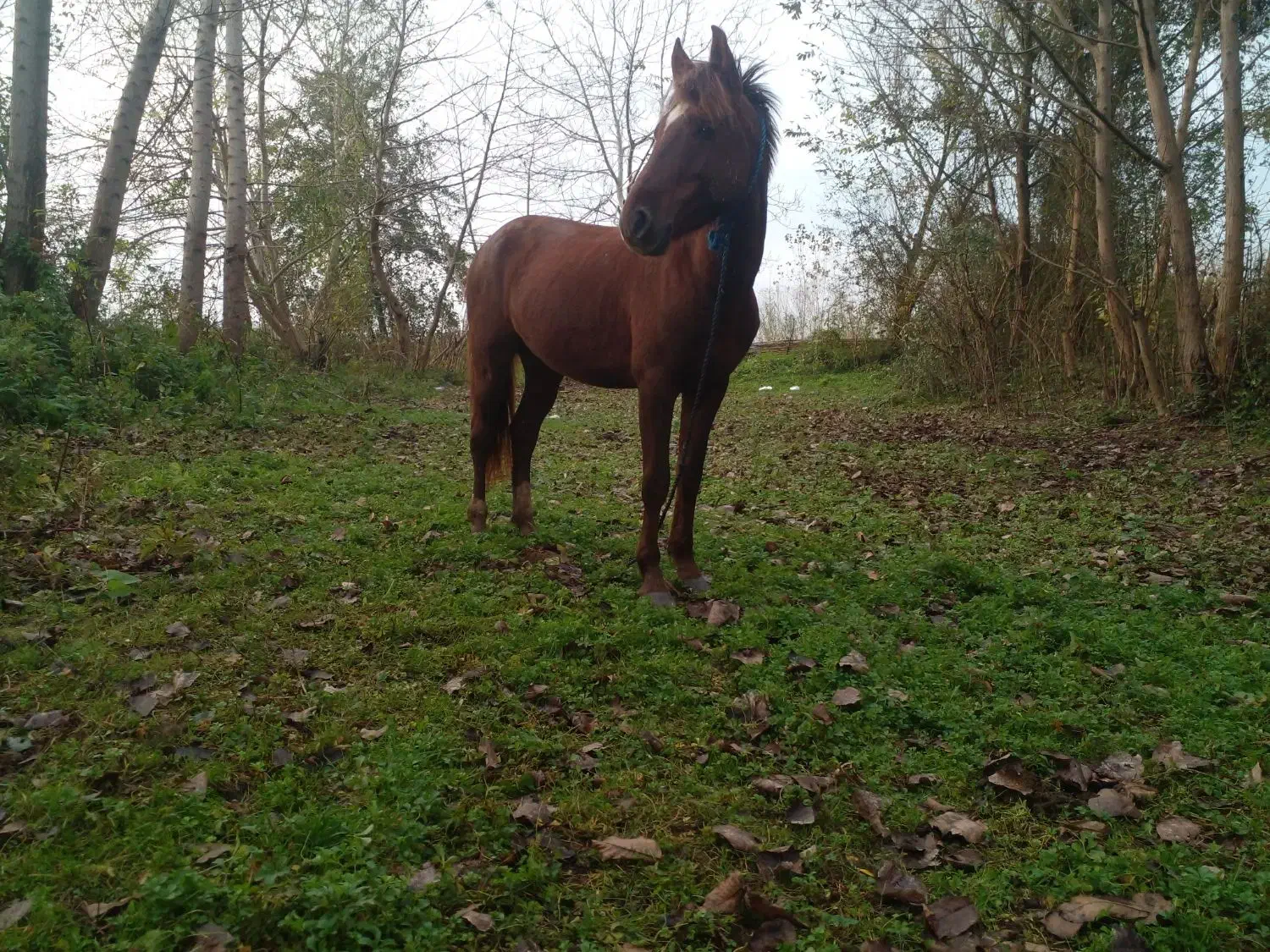 اسب کرد|اسب و تجهیزات اسب‌سواری|پیربازار, |دیوار