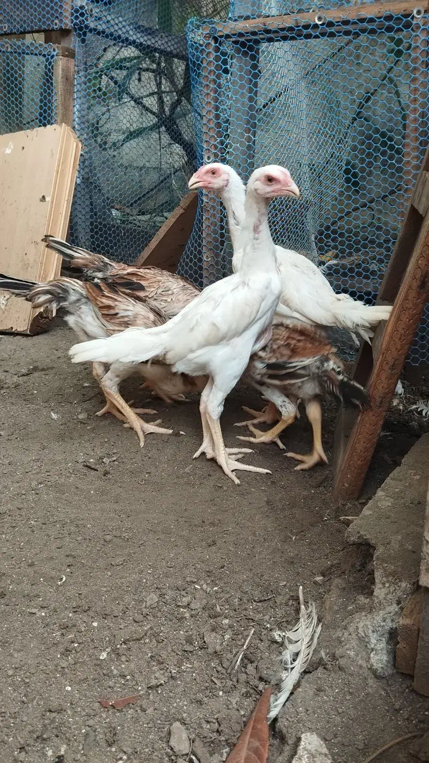 لاری اوشامو|حیوانات مزرعه|رشت, گلسار|دیوار